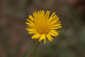 Image result for Inula hirta