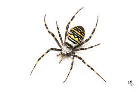 Attēlu rezultāti vaicājumam “Argiope bruennichi female”