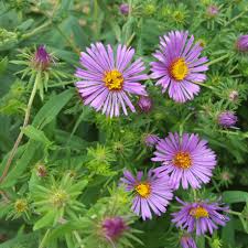 Image result for Aster novi-belgii