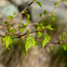Attēlu rezultāti vaicājumam “Betula humilis leaf”