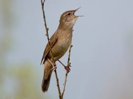 Image result for Locustella luscinioides