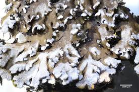 Attēlu rezultāti vaicājumam “Physconia detersa”