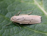 Attēlu rezultāti vaicājumam “Pelosia muscerda”