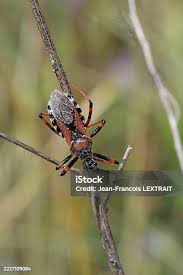 Attēlu rezultāti vaicājumam “Rhynocoris annulatus nymph”