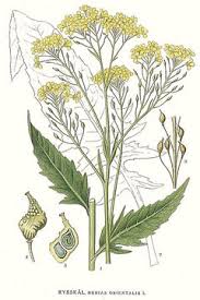 Attēlu rezultāti vaicājumam “Bunias orientalis flower”