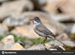 Image result for Sylvia rueppelli