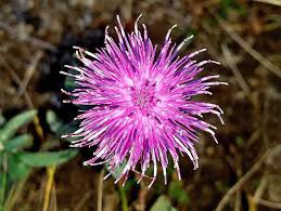 Image result for Centaurea nigra