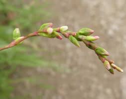 Attēlu rezultāti vaicājumam “Persicaria hydropiper”