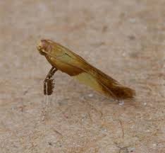 Attēlu rezultāti vaicājumam “Caloptilia alchimiella”