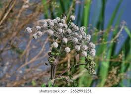 Attēlu rezultāti vaicājumam “Angelica sylvestris fruit”