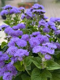 Image result for Ageratum houstonianum