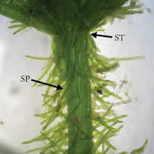 Attēlu rezultāti vaicājumam “Chara aspera”