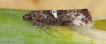 Attēlu rezultāti vaicājumam “Acrolepiopsis assectella”