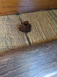 Attēlu rezultāti vaicājumam “Stemonitis flavogenita spores”