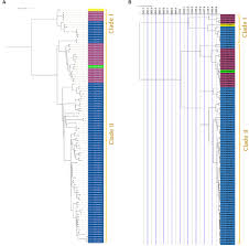 Attēlu rezultāti vaicājumam “Enteridium variabile macro”