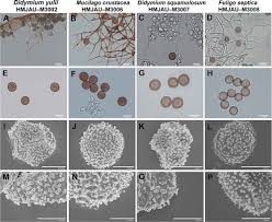 Attēlu rezultāti vaicājumam “Didymium sp.”