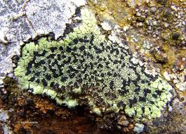 Attēlu rezultāti vaicājumam “Rhizocarpon geographicum”