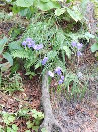 Attēlu rezultāti vaicājumam “Campanula rotundifolia leaf”