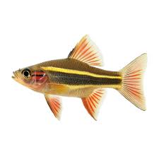 Image result for Rutilus heckelii