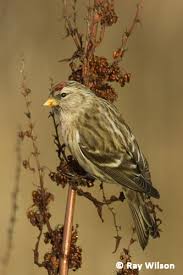Attēlu rezultāti vaicājumam “Carduelis flammea female”