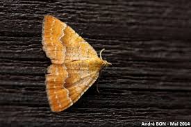 Attēlu rezultāti vaicājumam “Camptogramma bilineata”