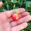 Afbeeldingsresultaat voor brandywine cherry tomato
