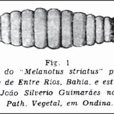 Attēlu rezultāti vaicājumam “Melanotus sp.”