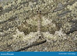 Attēlu rezultāti vaicājumam “Colostygia pectinataria male”