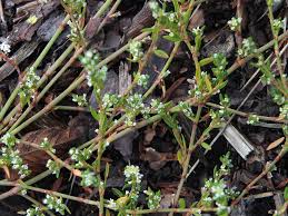 Attēlu rezultāti vaicājumam “Polygonum arenastrum flower”