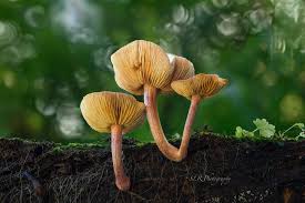 Attēlu rezultāti vaicājumam “Cudoniella clavus”