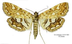 Attēlu rezultāti vaicājumam “Elophila nymphaeata”