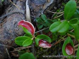 Attēlu rezultāti vaicājumam “Exobasidium vaccinii”