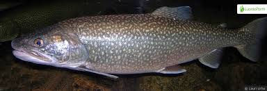 Image result for Salvelinus namaycush