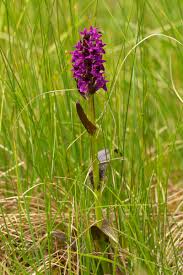 Attēlu rezultāti vaicājumam “Dactylorhiza”