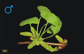 Attēlu rezultāti vaicājumam “Ginkgo biloba female flower”