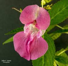 Attēlu rezultāti vaicājumam “Impatiens glandulifera flower”