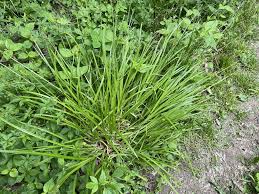 Attēlu rezultāti vaicājumam “Comatricha meandrispora stalked”