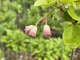 Attēlu rezultāti vaicājumam “Enkianthus chinensis”