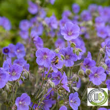 Attēlu rezultāti vaicājumam “Geranium pratense”
