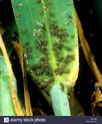 Attēlu rezultāti vaicājumam “Eriophyes padi”