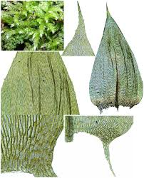 Attēlu rezultāti vaicājumam “Brachytheciastrum velutinum”