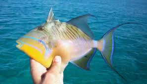 Image result for Balistes vetula