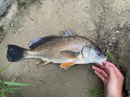 Image result for Aplodinotus grunniens