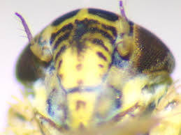 Attēlu rezultāti vaicājumam “Macrosteles nymph”