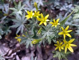 Attēlu rezultāti vaicājumam “Gagea lutea flower”