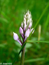 Attēlu rezultāti vaicājumam “Dactylorhiza fuchsii bud”