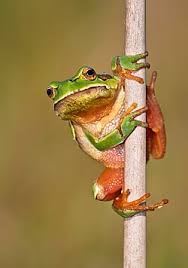 Attēlu rezultāti vaicājumam “Hyla arborea”