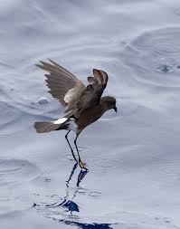 Image result for Oceanites oceanicus