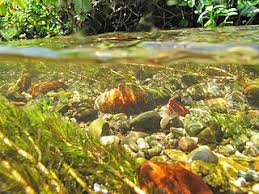 Attēlu rezultāti vaicājumam “Unio crassus”