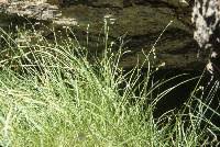 Attēlu rezultāti vaicājumam “Carex disperma”